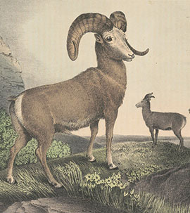 Lewis and Clark